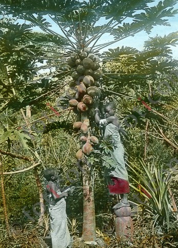 Melonenbaum | Melon tree - Foto foticon-simon-192-027.jpg | foticon.de - Bilddatenbank für Motive aus Geschichte und Kultur